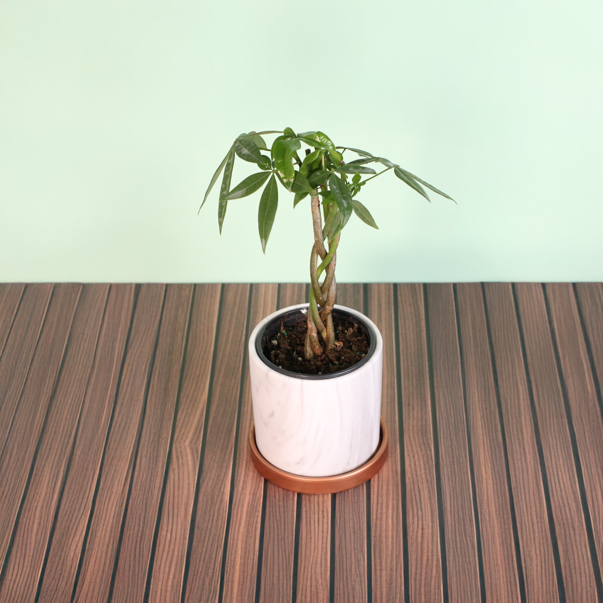 Braided Money Tree (Pachira aquatica) - Cheeky Garden