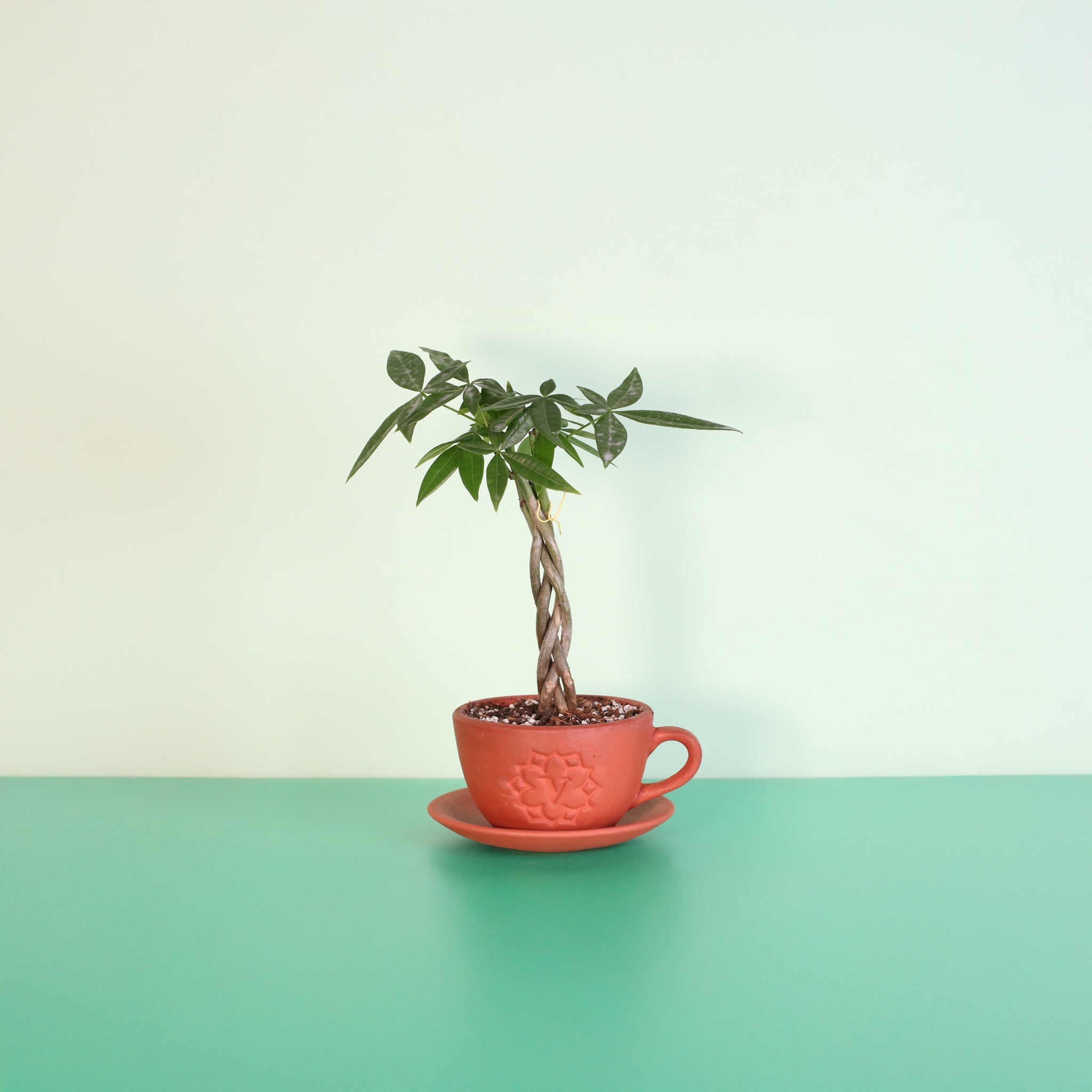 Braided Money Tree (Pachira aquatica) - Cheeky Garden
