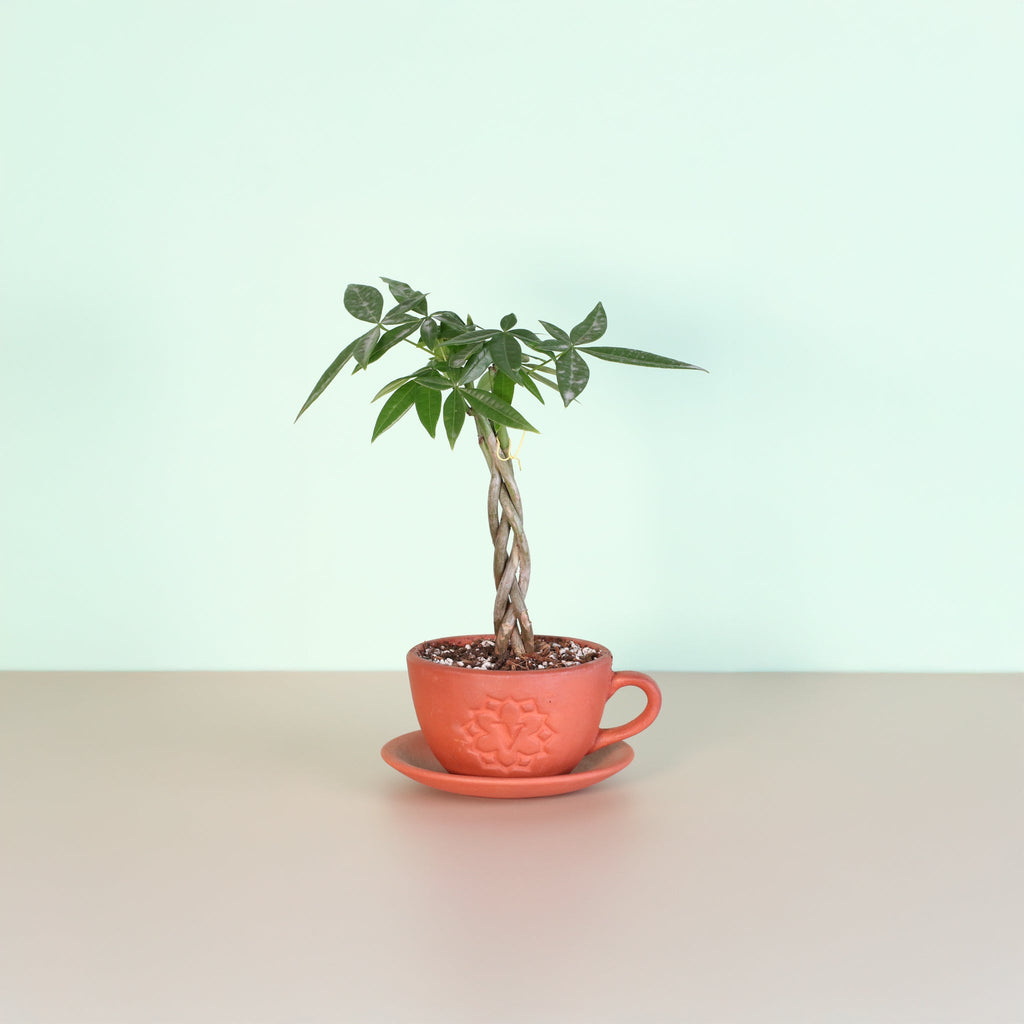 Braided Money Tree (Pachira aquatica) - Cheeky Garden
