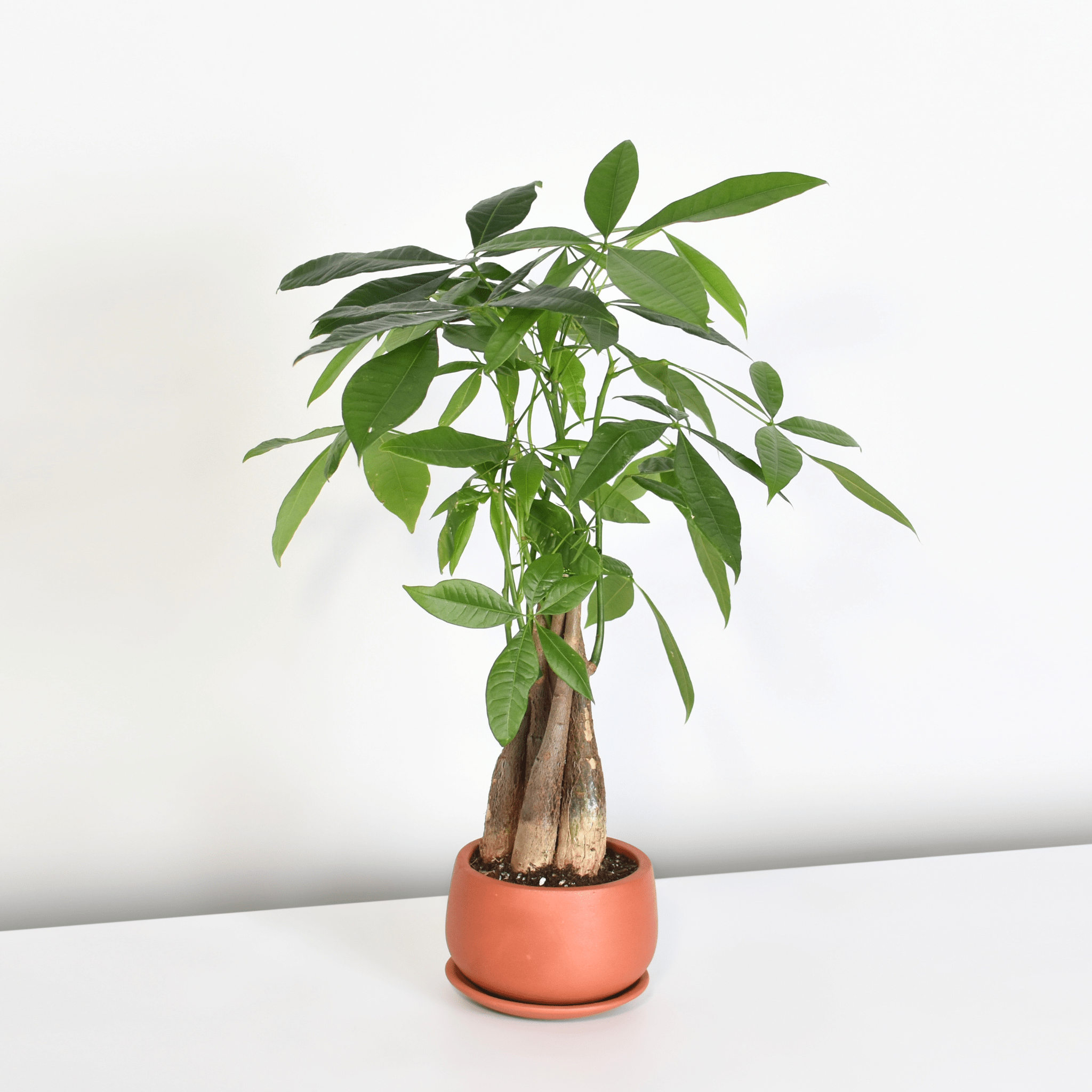 Braided Money Tree (Pachira aquatica) - Cheeky Garden