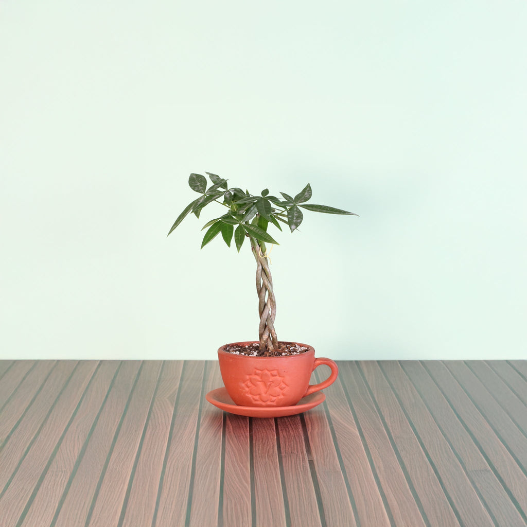 Braided Money Tree (Pachira aquatica) - Cheeky Garden