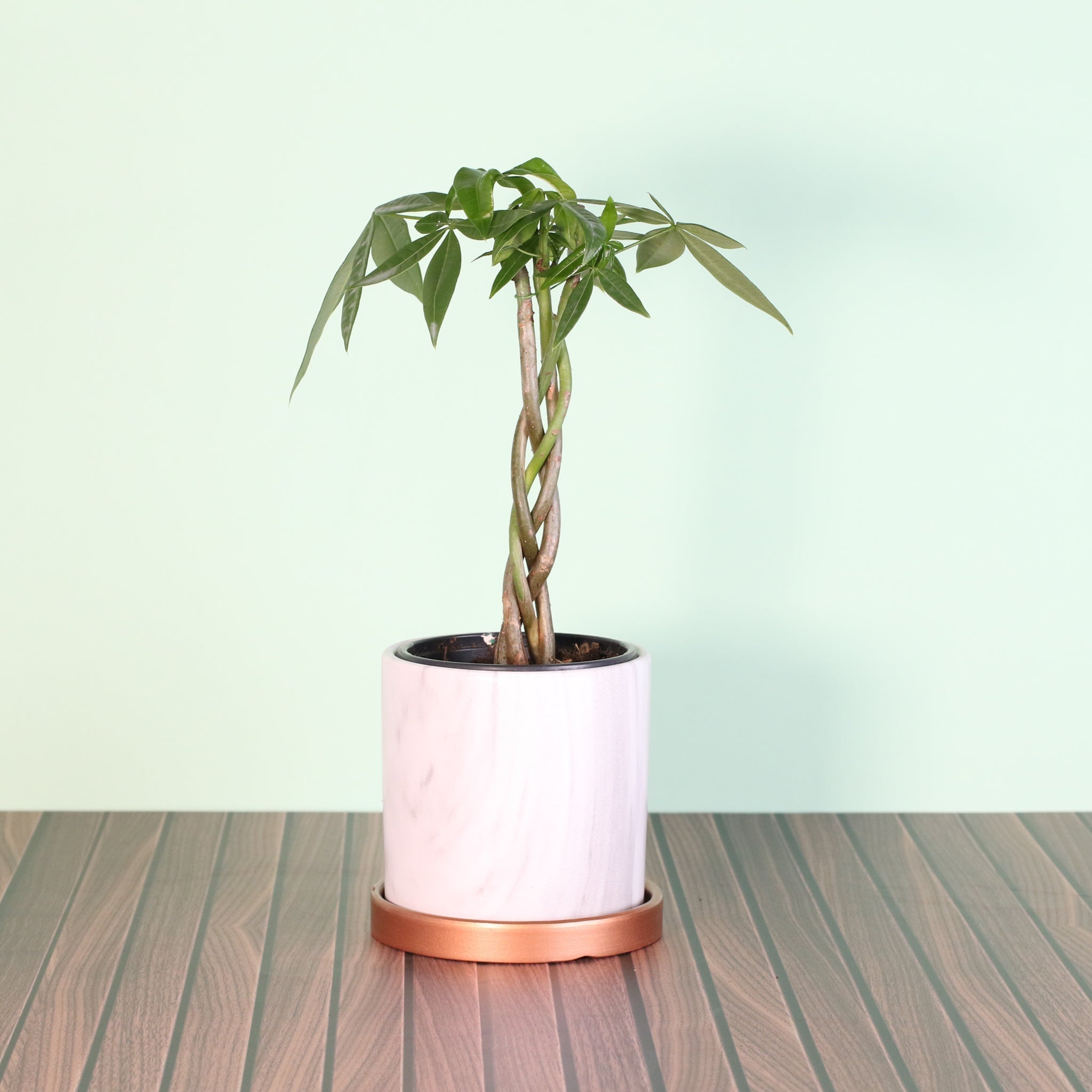 Braided Money Tree (Pachira aquatica) - Cheeky Garden