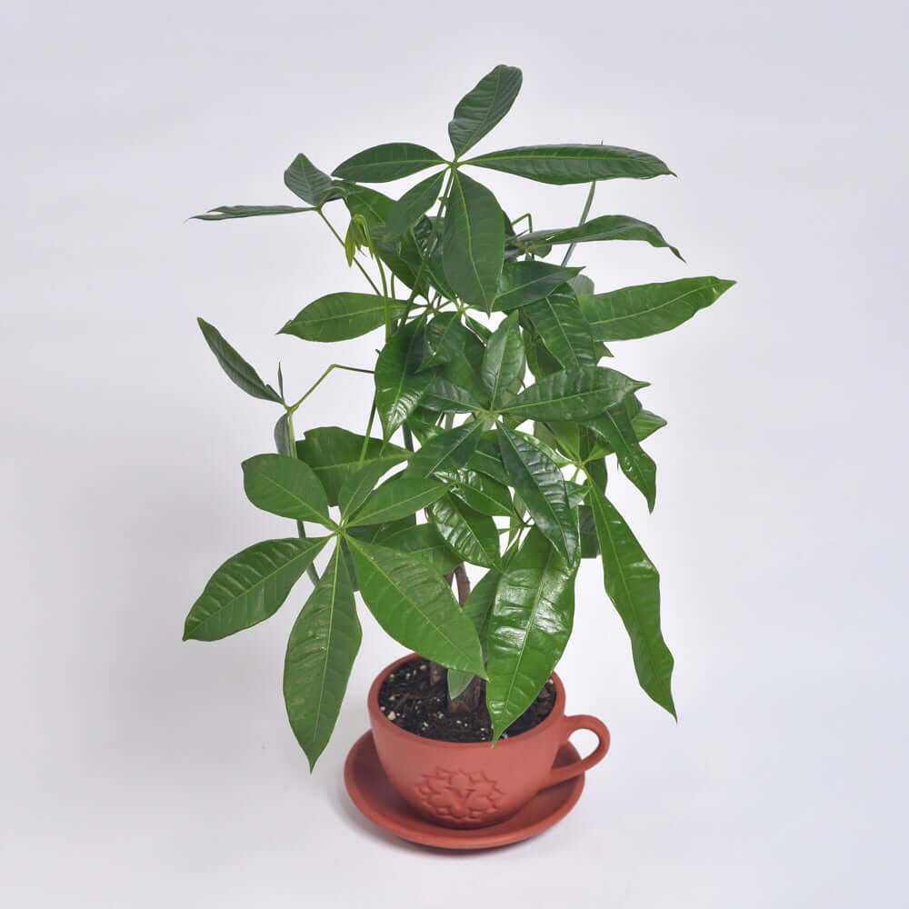 Braided Money Tree (Pachira aquatica) - Cheeky Garden
