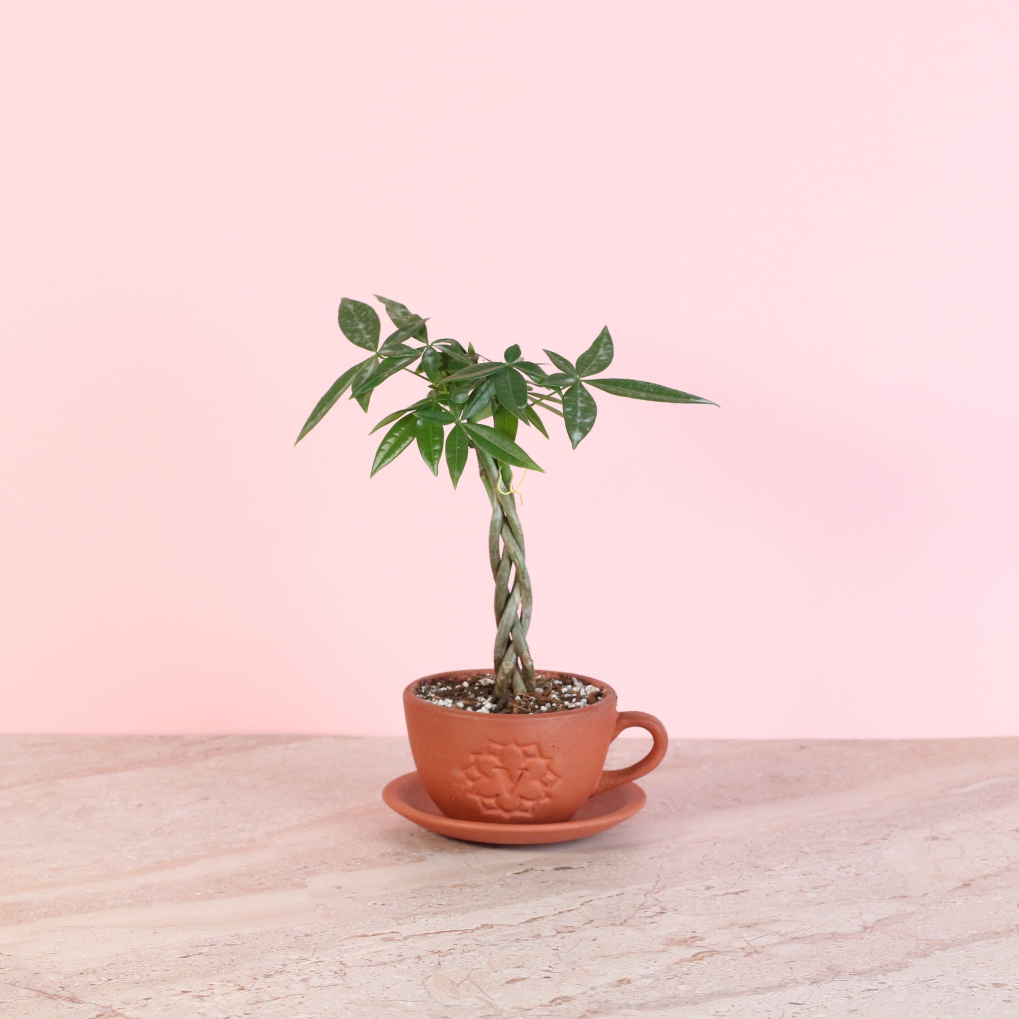 Braided Money Tree (Pachira aquatica) - Cheeky Garden