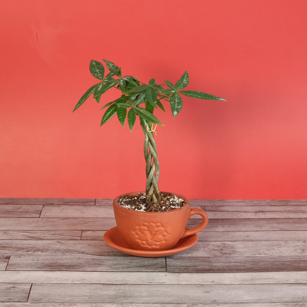 Braided Money Tree (Pachira aquatica) - Cheeky Garden