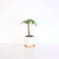 Braided Money Tree (Pachira aquatica) - Cheeky Garden