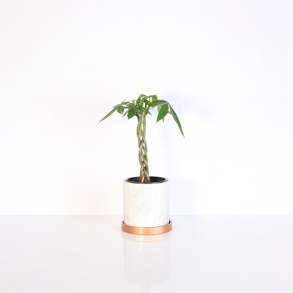 Braided Money Tree (Pachira aquatica) - Cheeky Garden