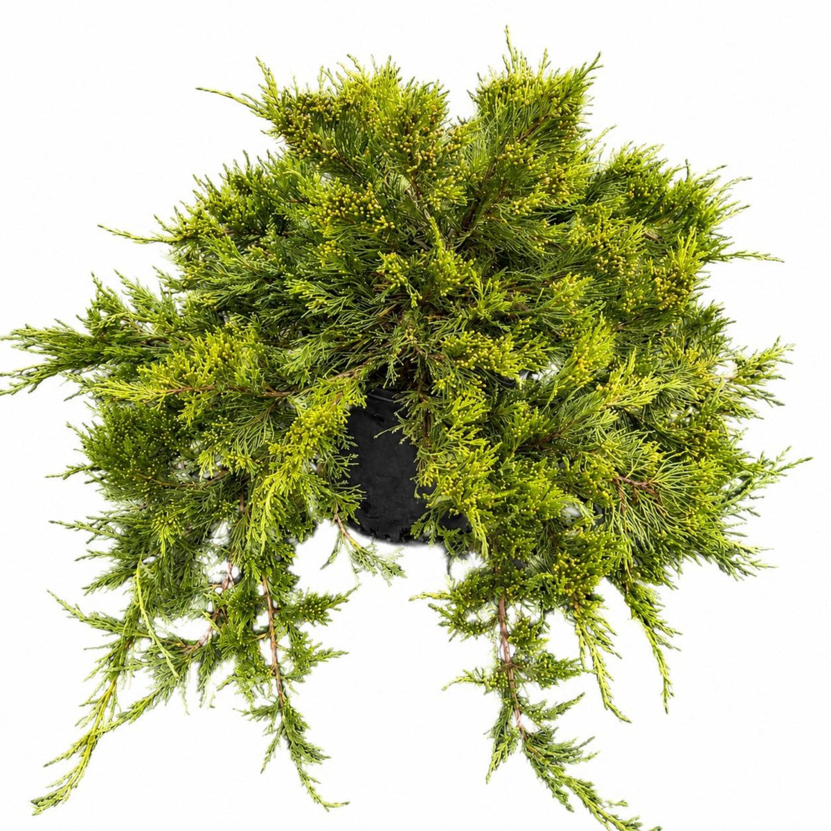Broadmoor Juniper - Cheeky Garden