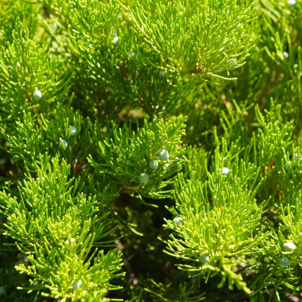 Broadmoor Juniper - Cheeky Garden