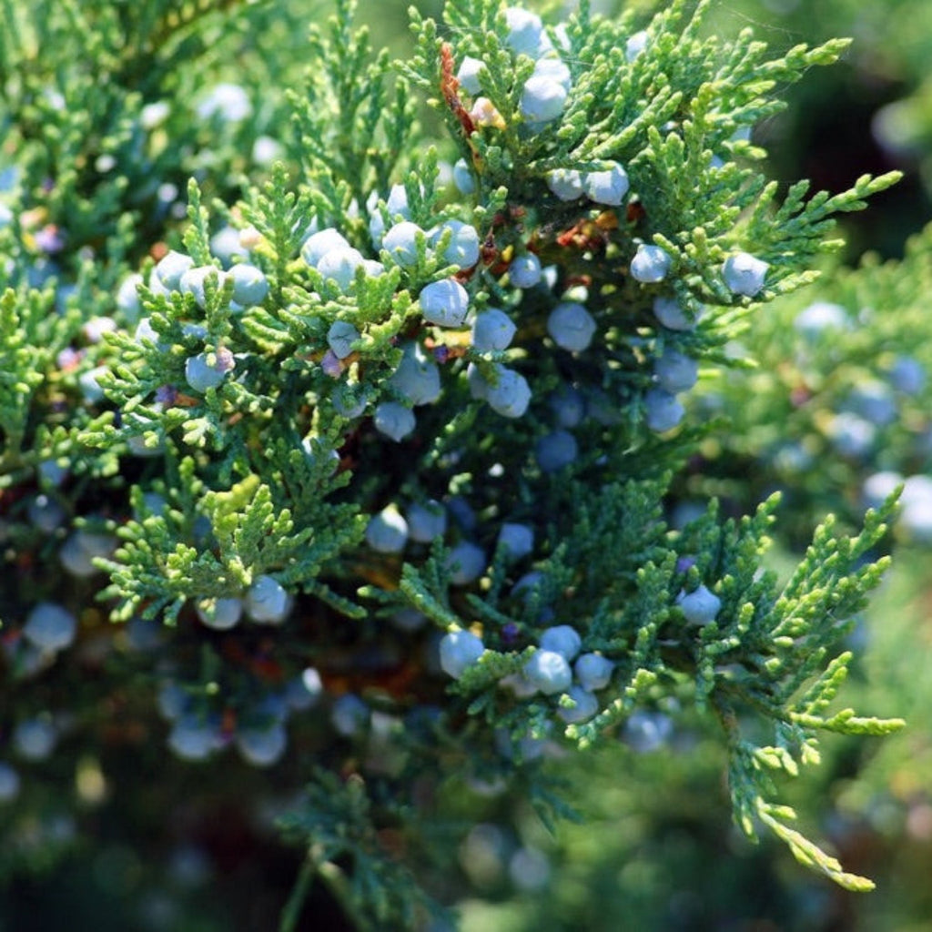Brodie Eastern Red Cedar - Cheeky Garden