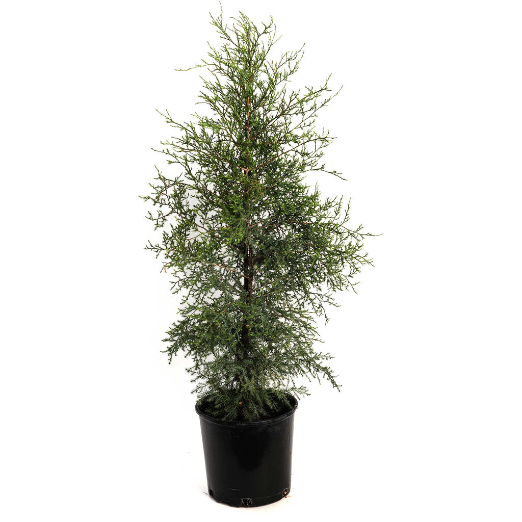 Brodie Eastern Red Cedar - Cheeky Garden