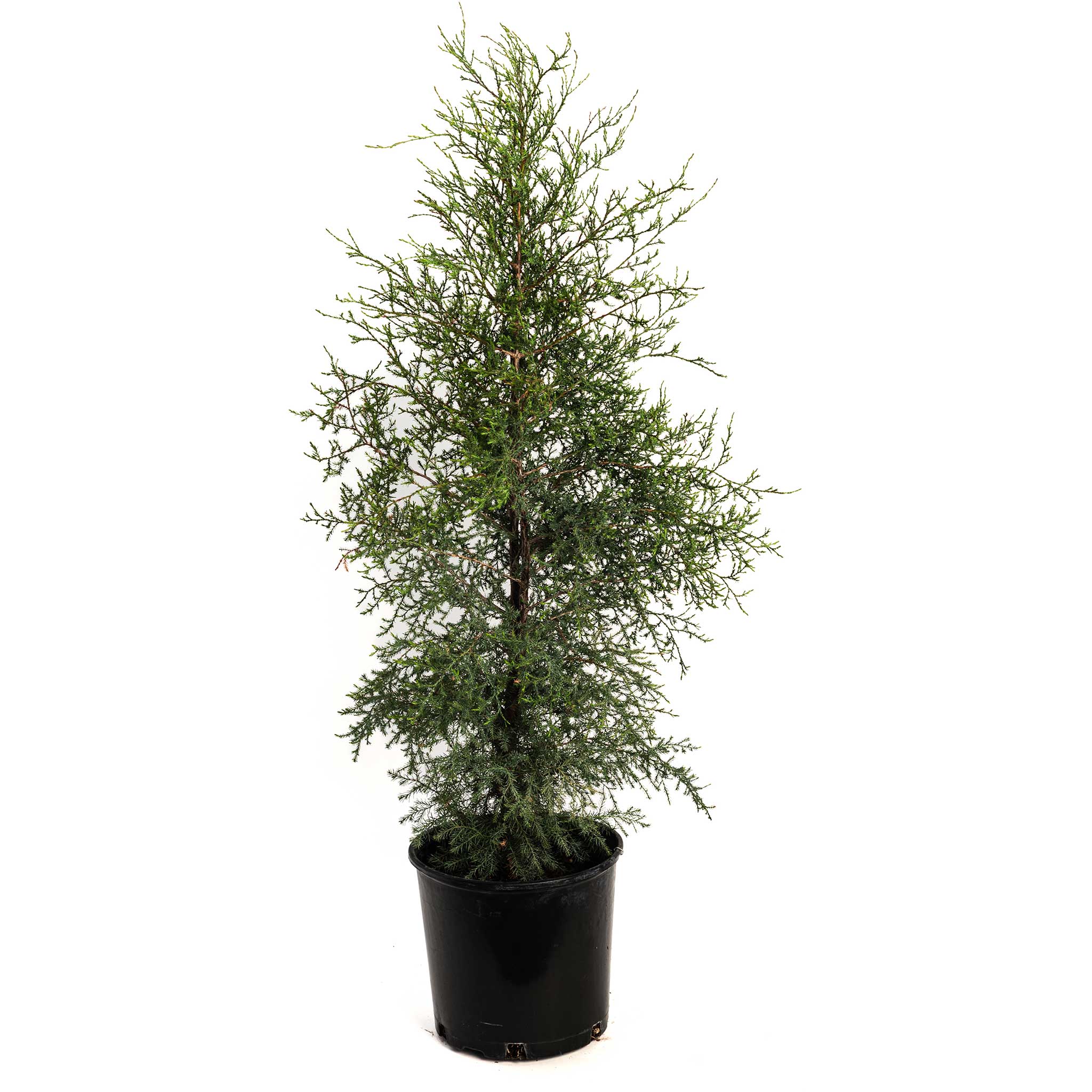 Brodie Eastern Red Cedar - Cheeky Garden