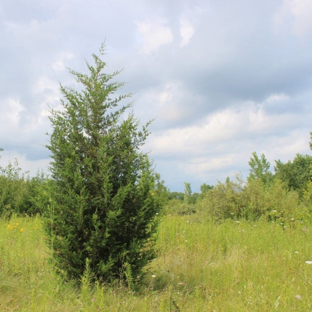 Brodie Eastern Red Cedar - Cheeky Garden