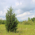 Brodie Eastern Red Cedar - Cheeky Garden