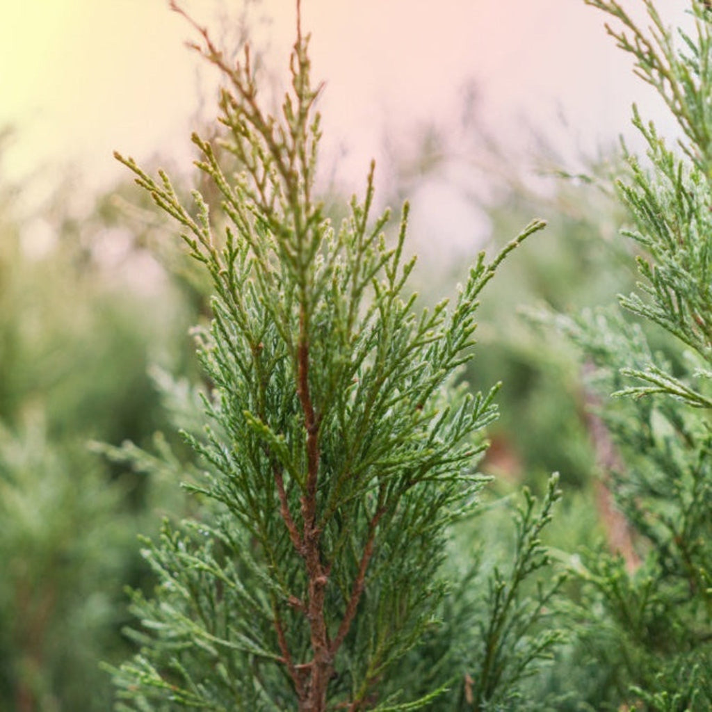 Brodie Eastern Red Cedar - Cheeky Garden