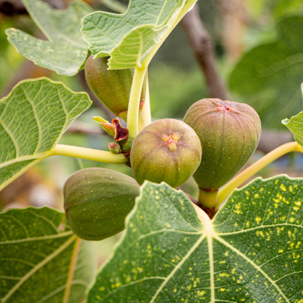 Brown Turkey Fig - Cheeky Garden