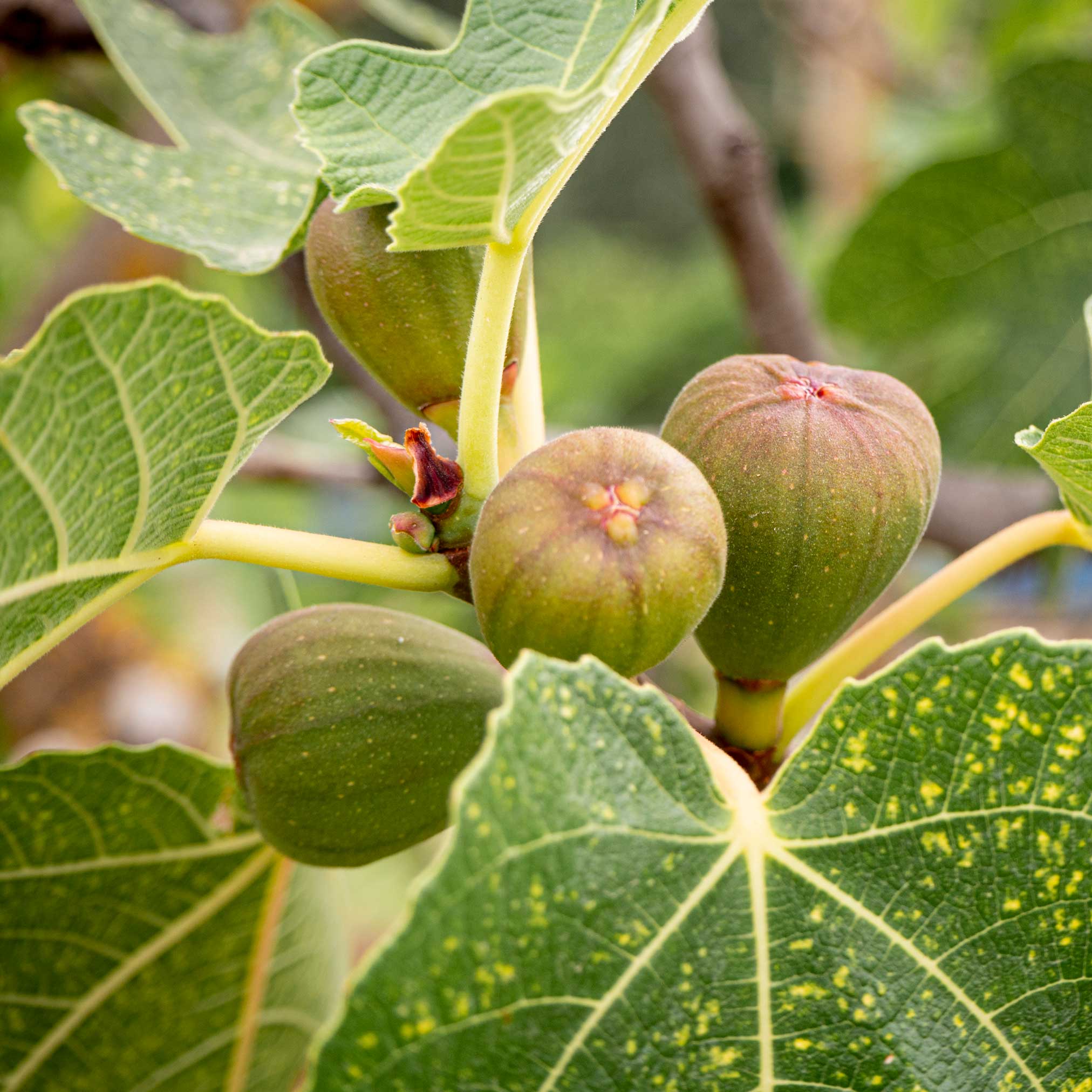 Brown Turkey Fig - Cheeky Garden
