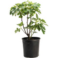 Brown Turkey Fig - Cheeky Garden