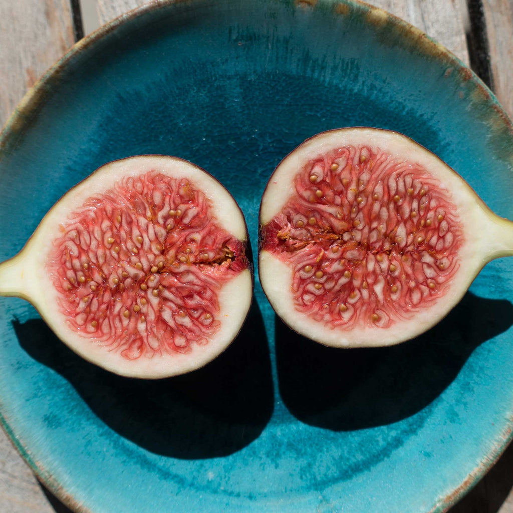 Brown Turkey Fig - Cheeky Garden