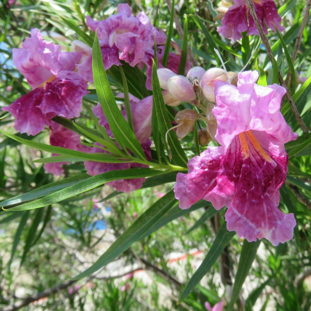 Bubba Jones Desert Willow Tree - Cheeky Garden