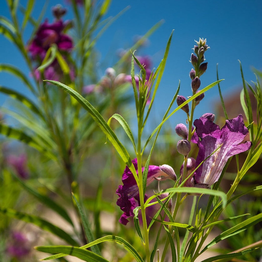 Bubba Jones Desert Willow Tree - Cheeky Garden