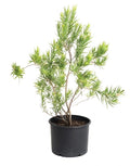 Bubba Jones Desert Willow Tree - Cheeky Garden