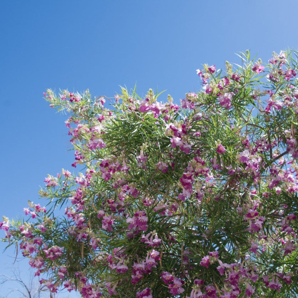 Bubba Jones Desert Willow Tree - Cheeky Garden