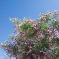 Bubba Jones Desert Willow Tree - Cheeky Garden