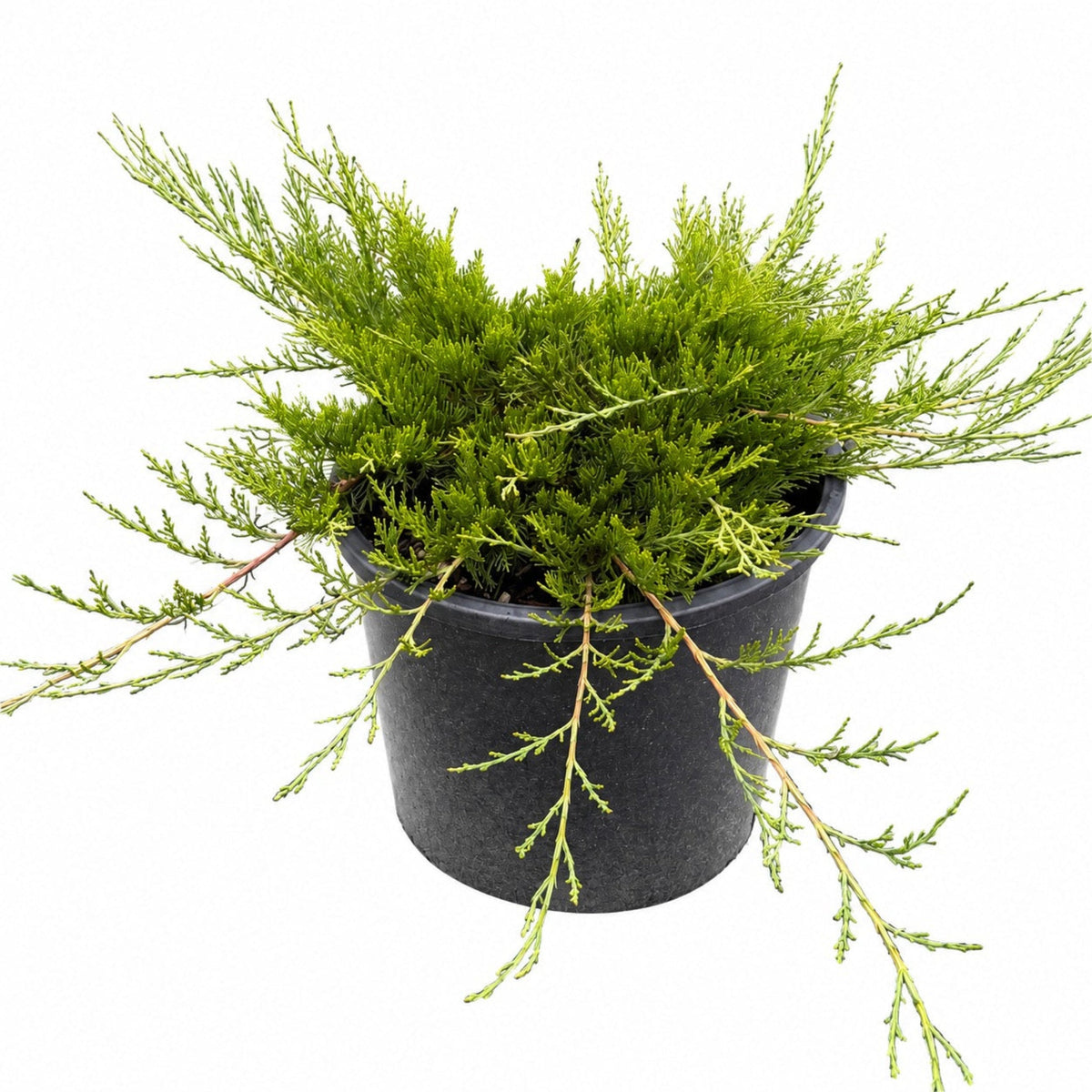 Buffalo Juniper - Cheeky Garden