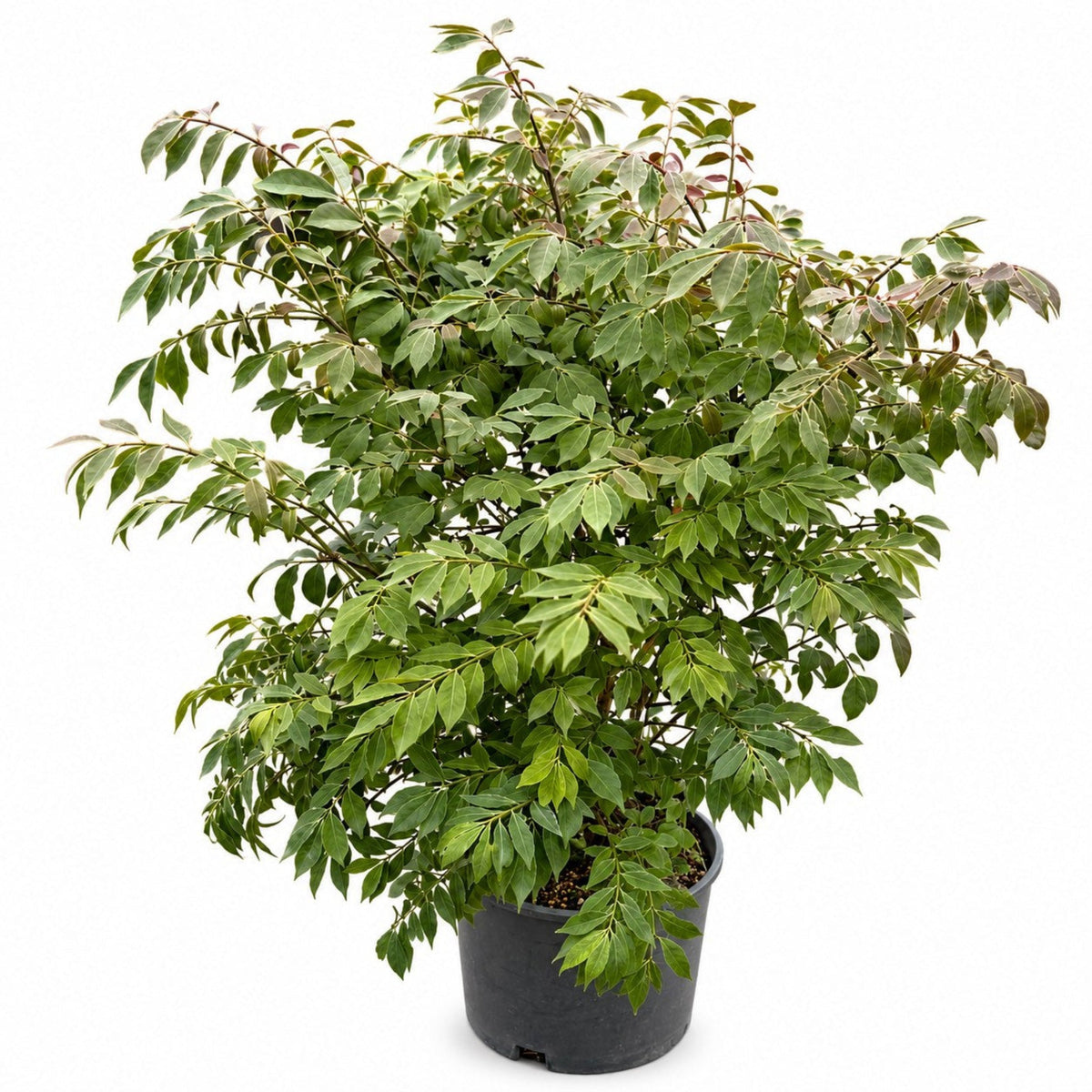 Burning Bush 'Compactus' - Cheeky Garden