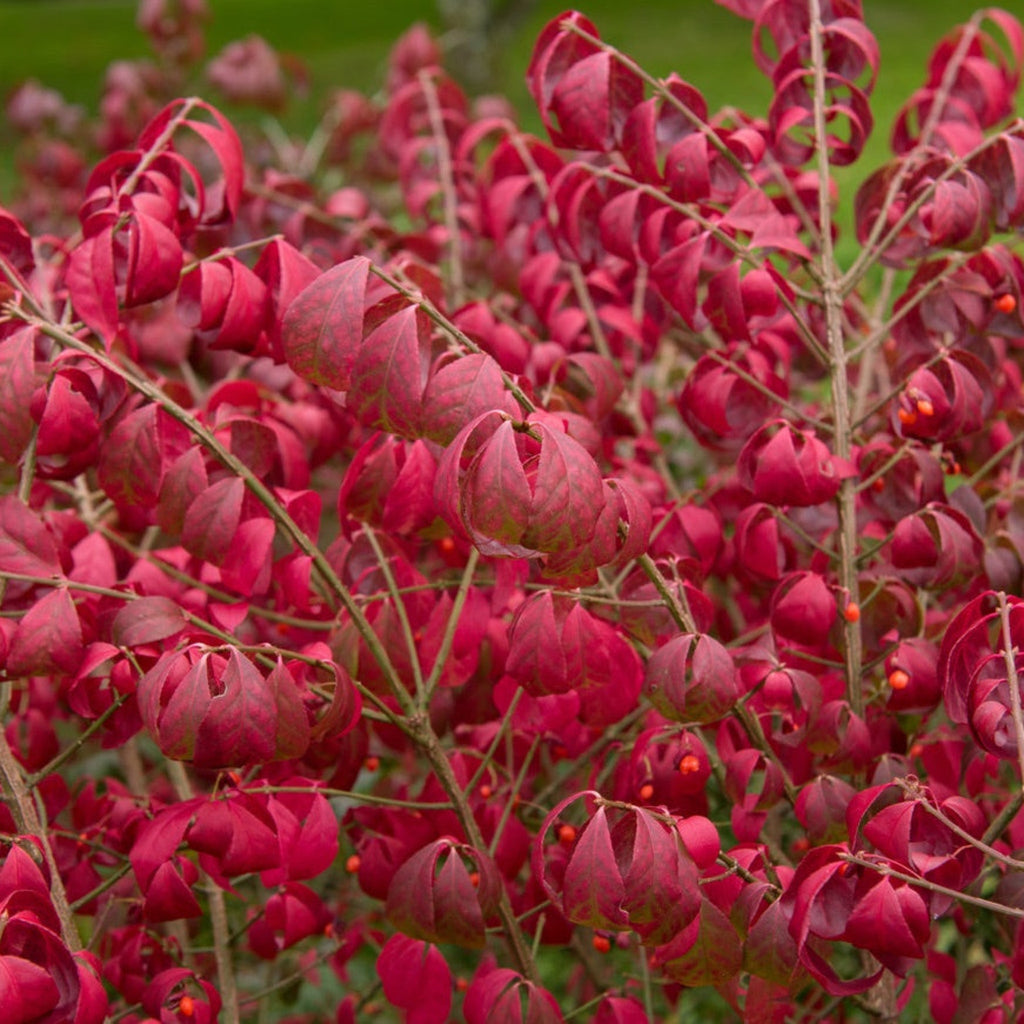 Burning Bush 'Compactus' - Cheeky Garden