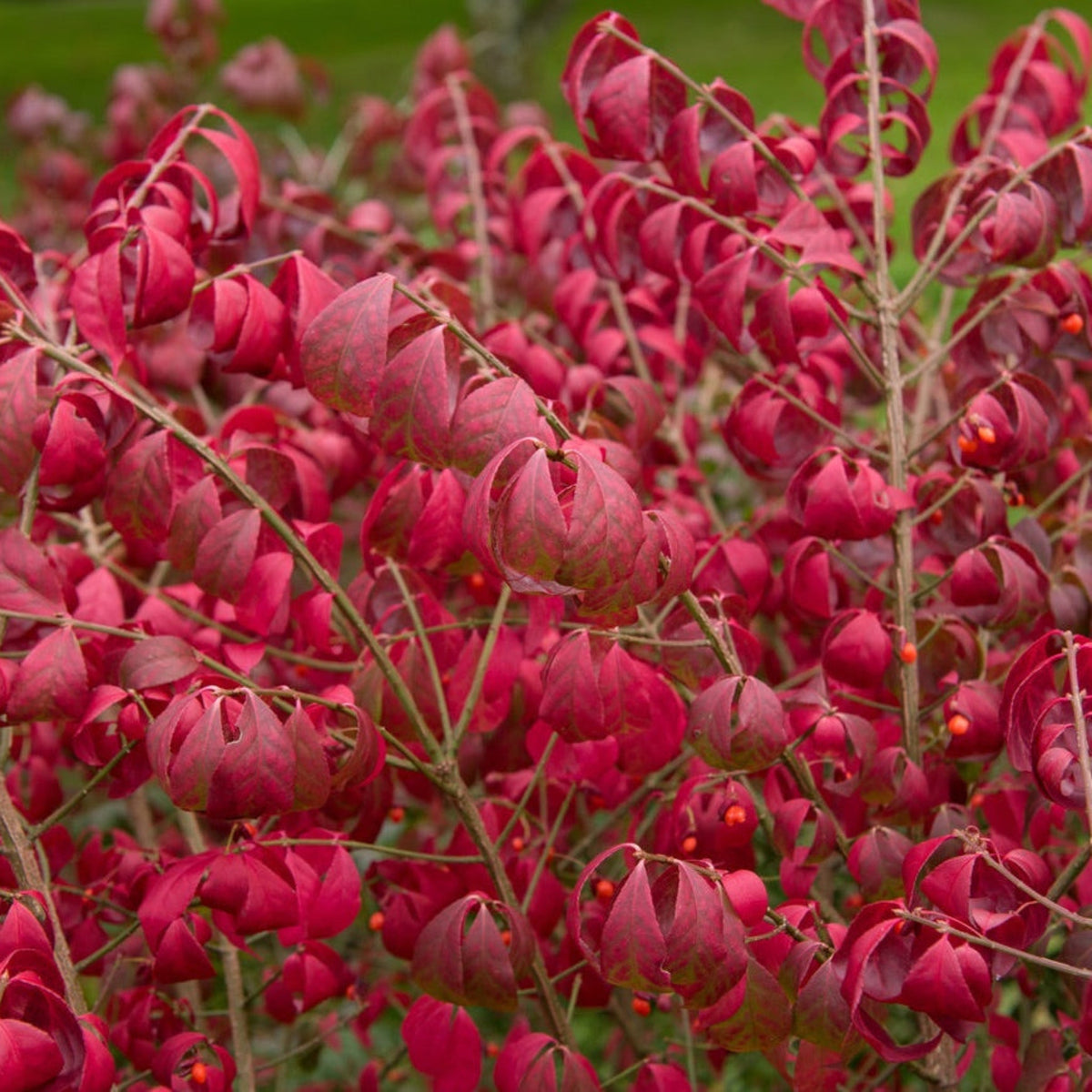 Burning Bush 'Compactus' - Cheeky Garden