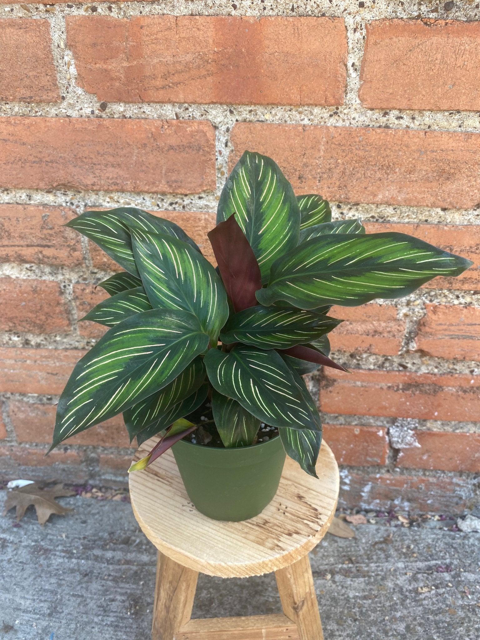 Calathea 'Beauty Star' - Cheeky Garden