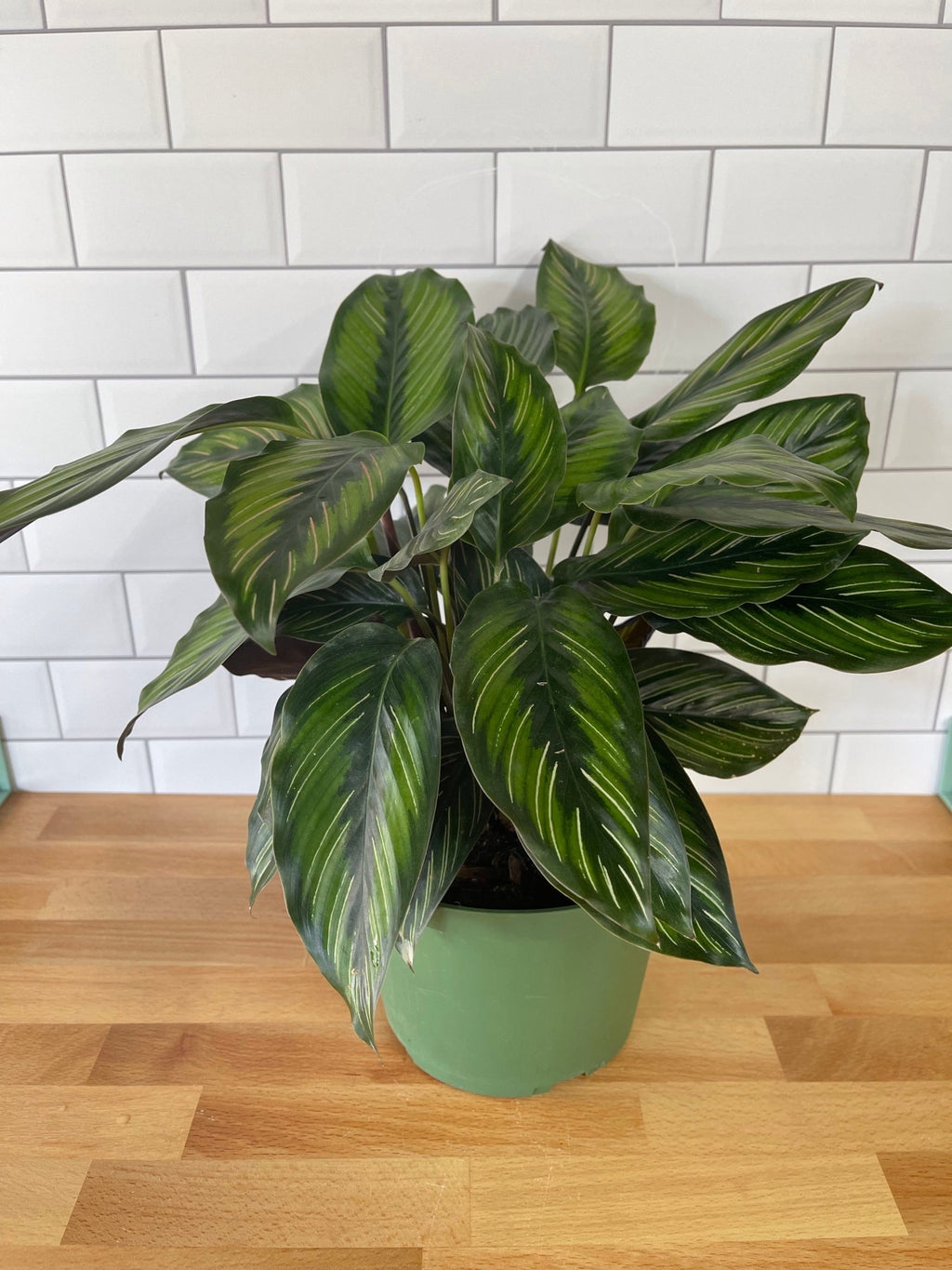 Calathea 'Beauty Star' - Cheeky Garden