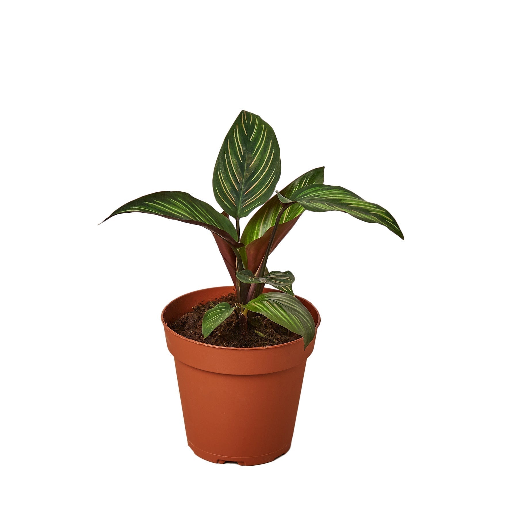 Calathea 'Beauty Star' - 4" Pot - NURSERY POT ONLY - Cheeky Garden