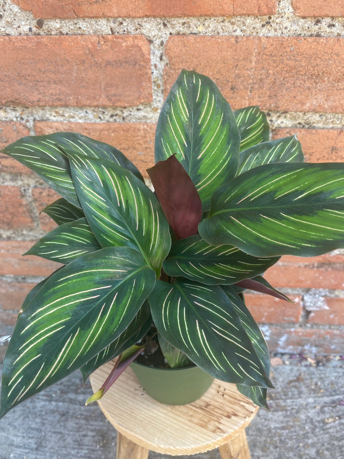 Calathea 'Beauty Star' - Cheeky Garden