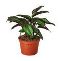 Calathea 'Beauty Star' - 6" Pot - NURSERY POT ONLY - Cheeky Garden