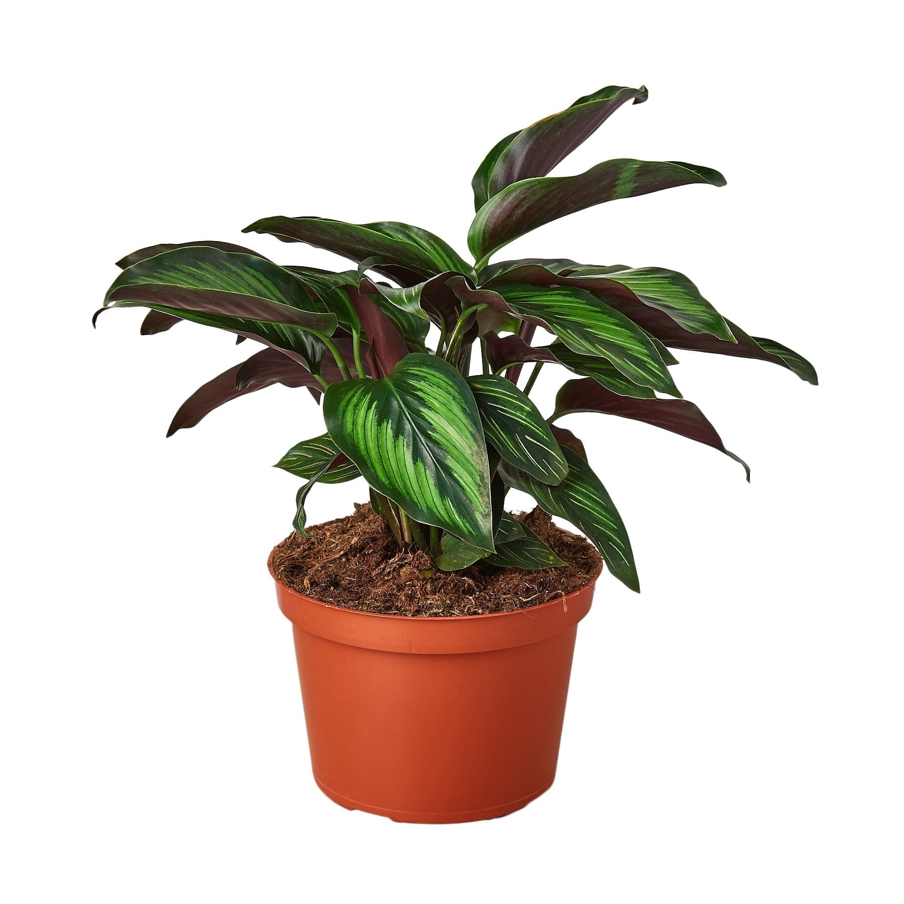 Calathea 'Beauty Star' - 6" Pot - NURSERY POT ONLY - Cheeky Garden