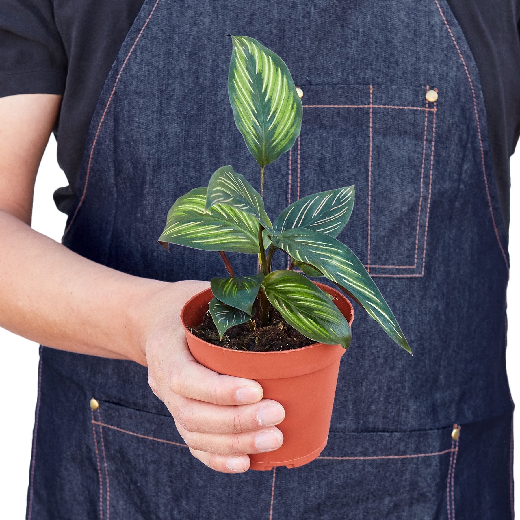 Calathea 'Beauty Star' - Cheeky Garden