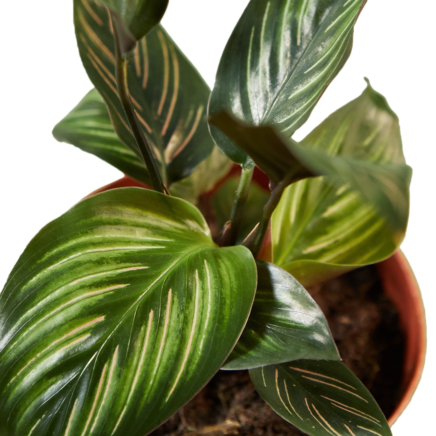 Calathea 'Beauty Star' - Cheeky Garden