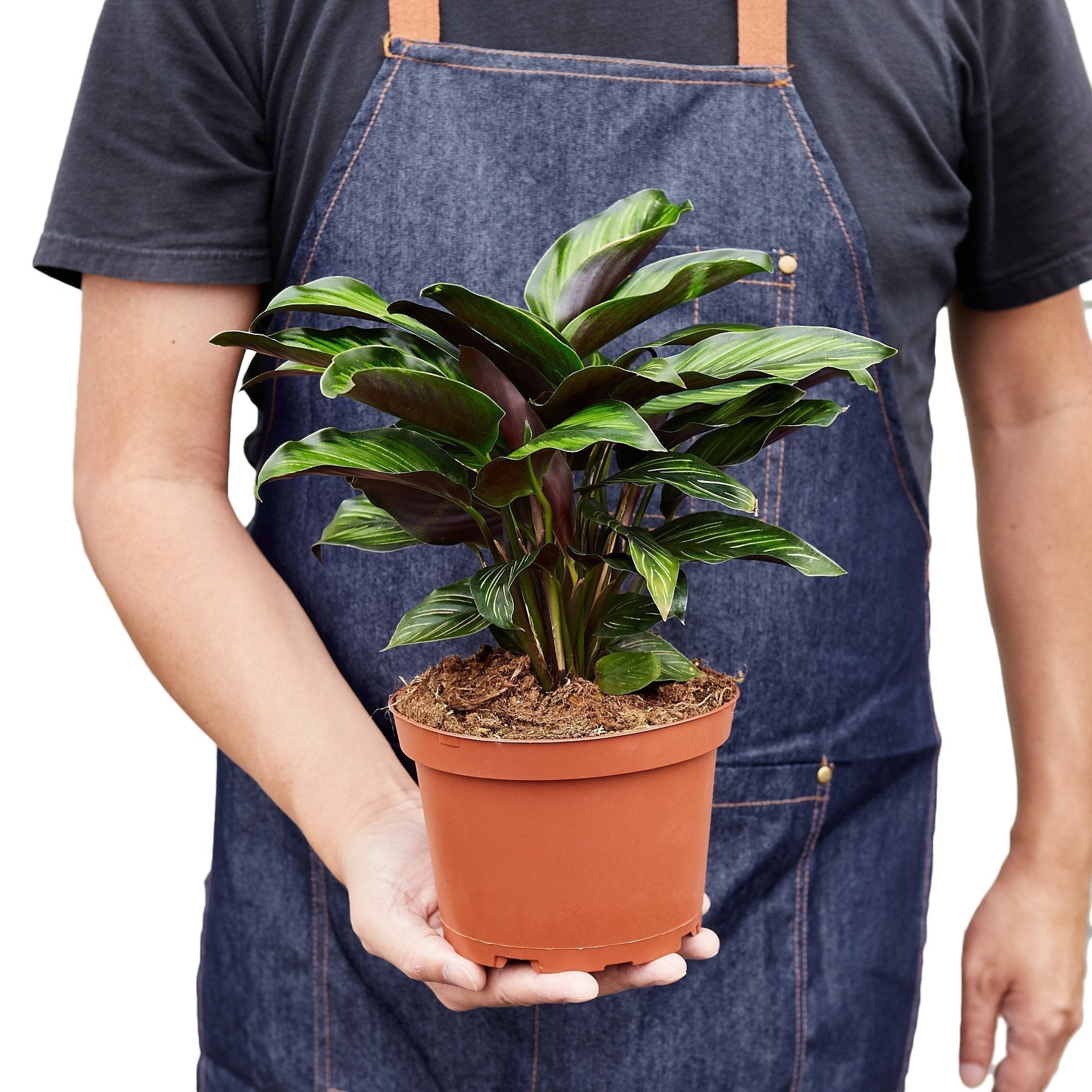Calathea 'Beauty Star' - Cheeky Garden