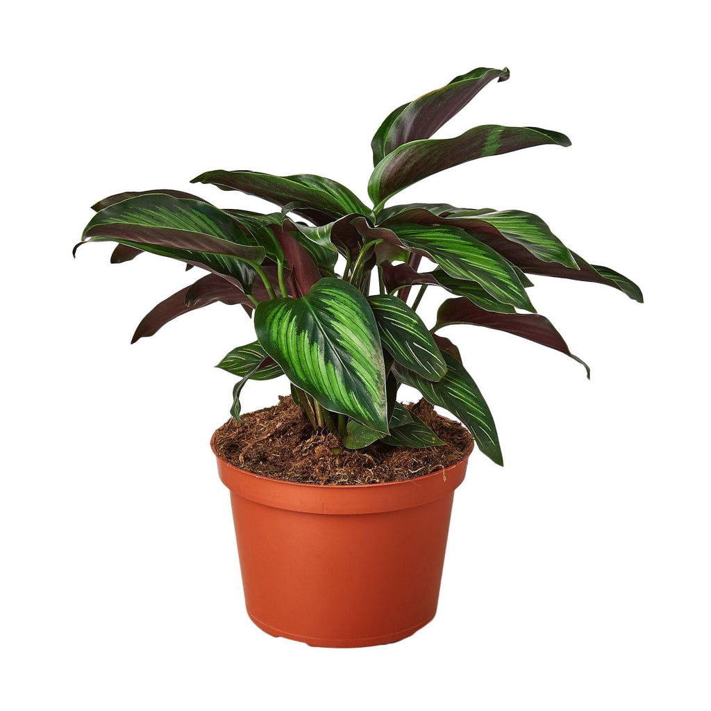 Calathea 'Beauty Star' - Cheeky Garden