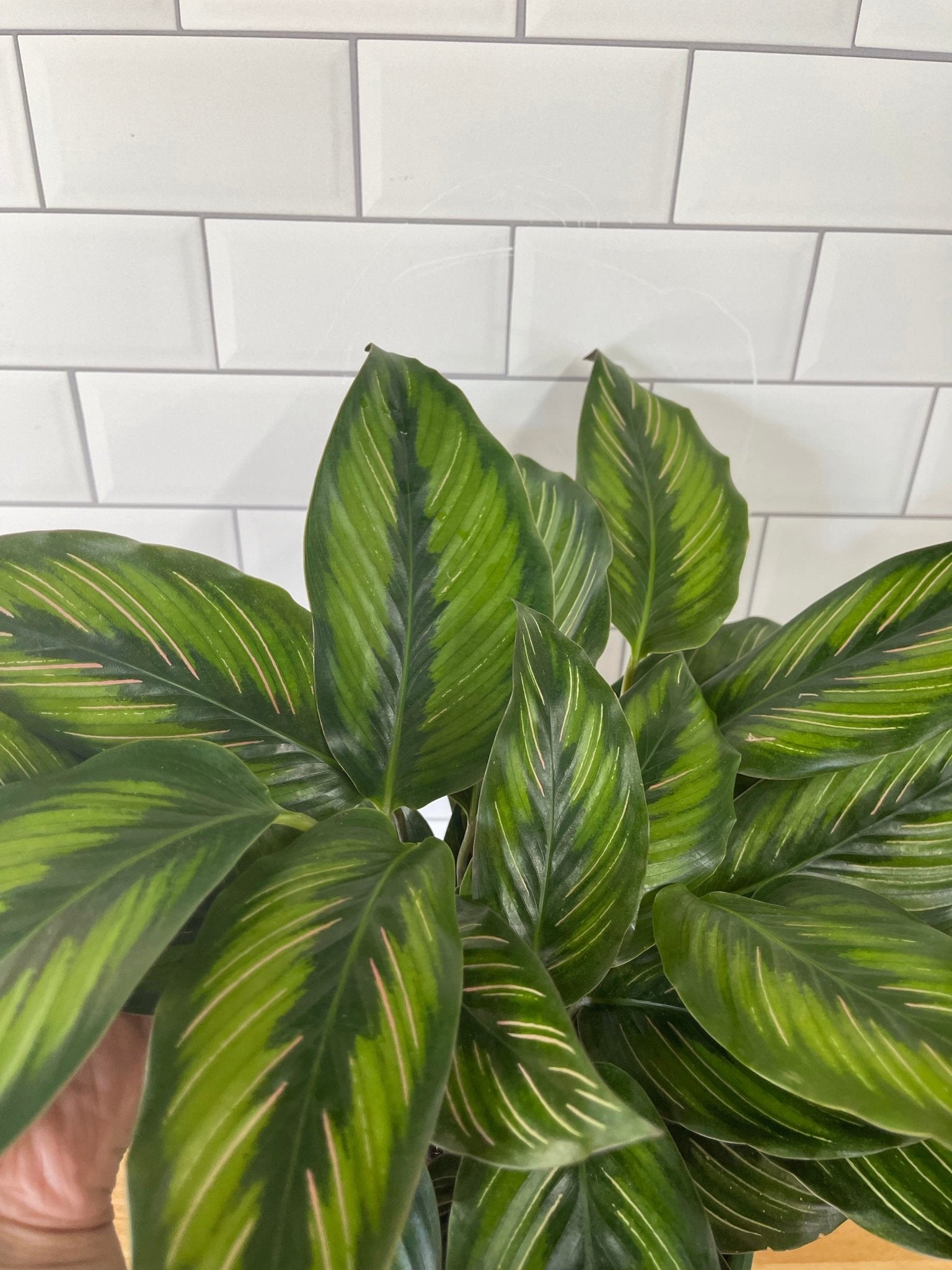 Calathea 'Beauty Star' - Cheeky Garden