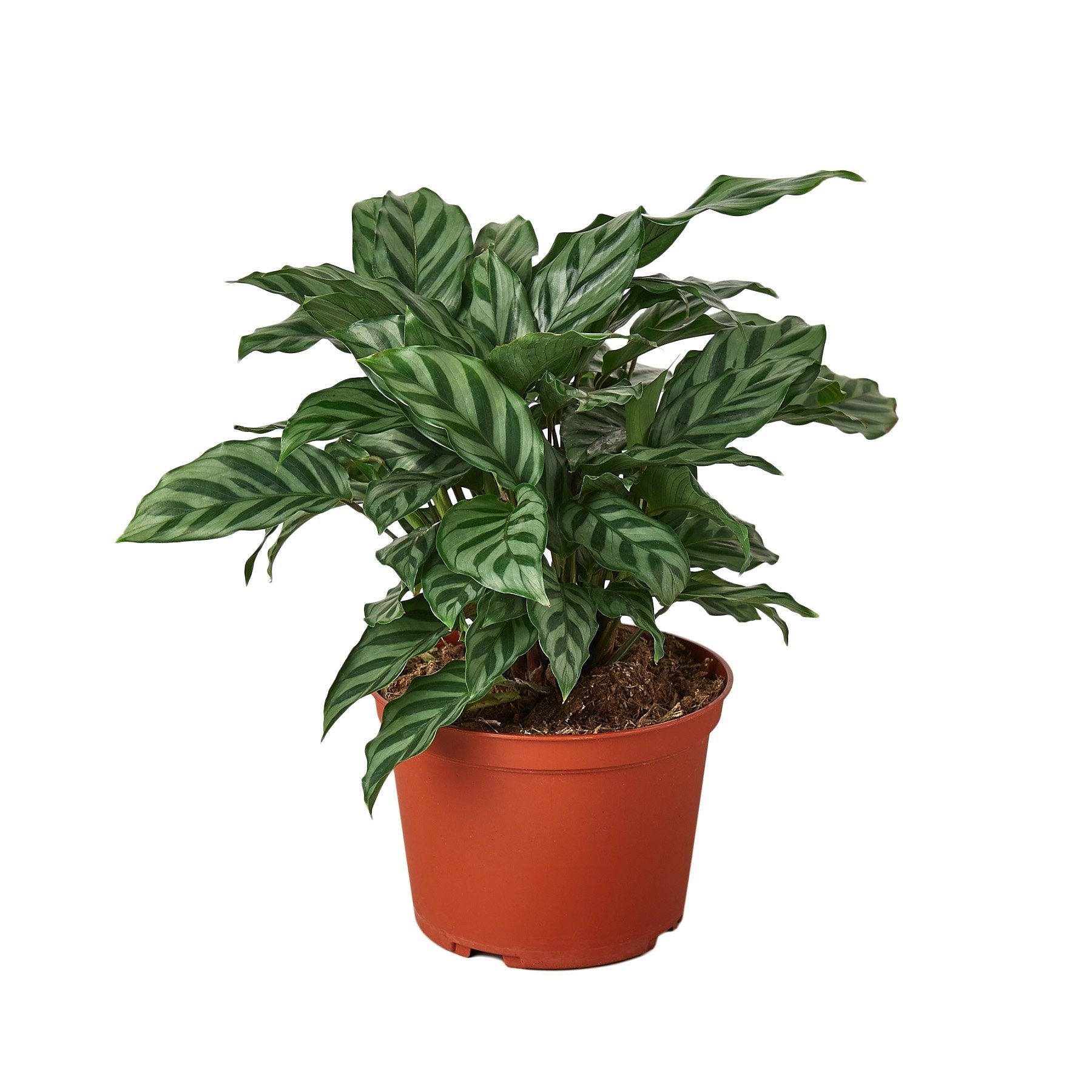 Calathea Concinna 'Freddie' - Cheeky Garden