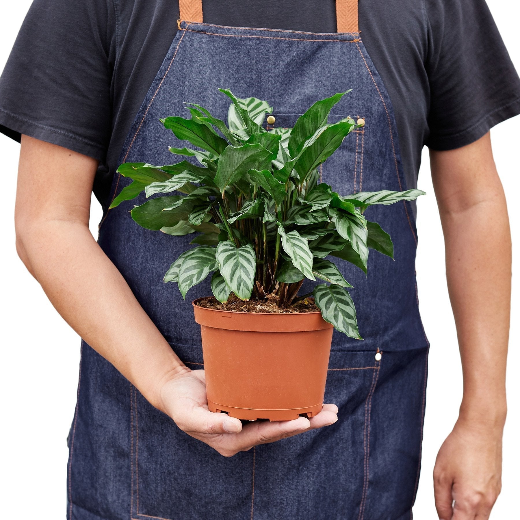 Calathea Concinna 'Freddie' - Cheeky Garden