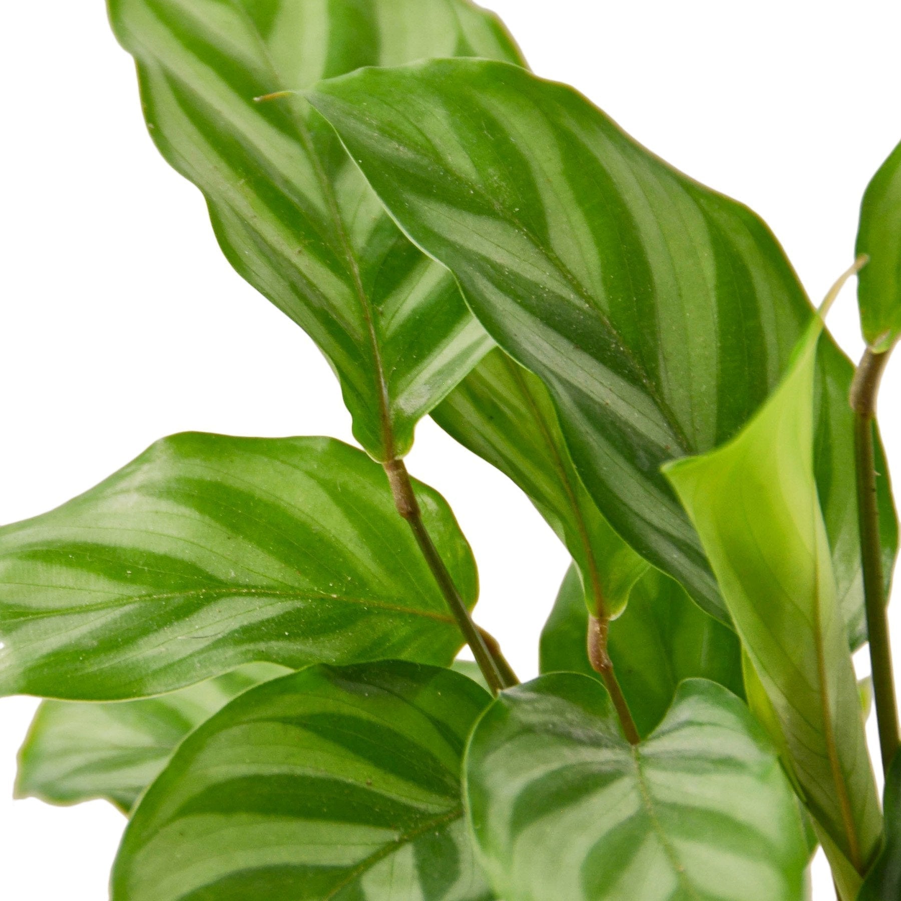 Calathea Concinna 'Freddie' - Cheeky Garden