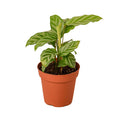 Calathea Concinna 'Freddie' - Cheeky Garden