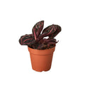 Calathea 'Dottie' - 6" Pot - NURSERY POT ONLY - Cheeky Garden