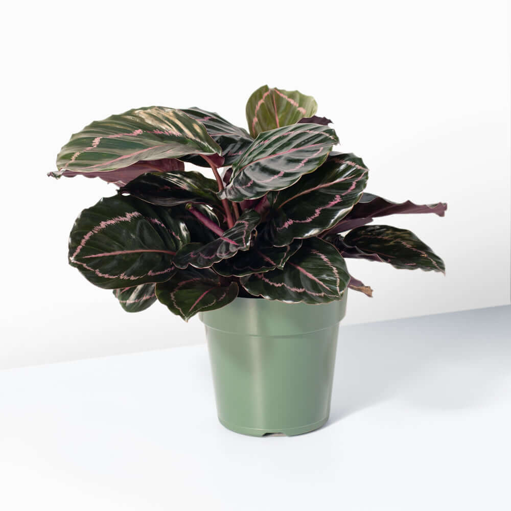 Calathea Dottie Prayer Plant - Cheeky Garden