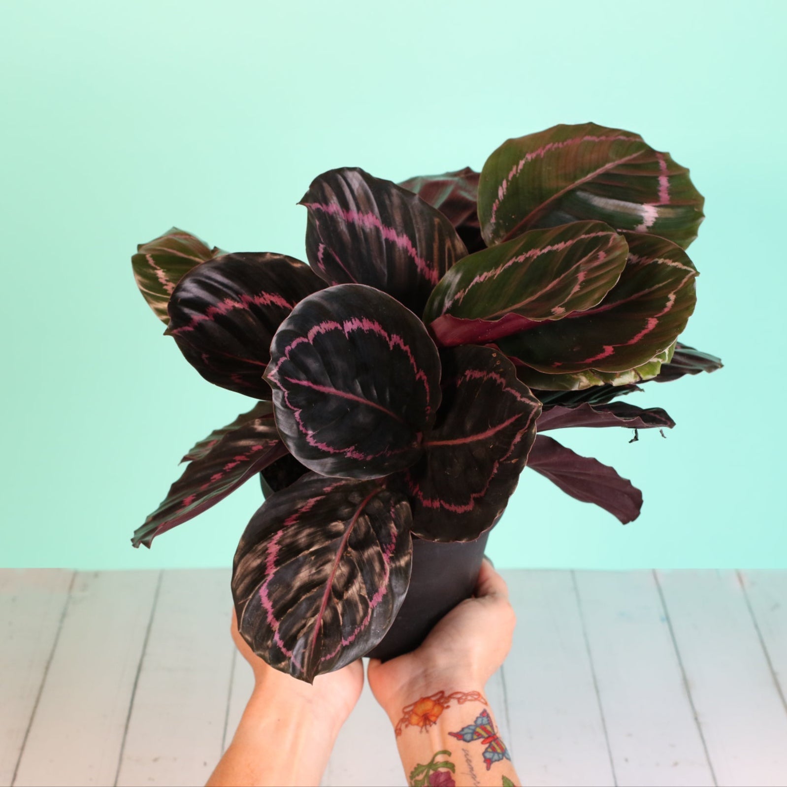 Calathea Dottie Prayer Plant - Cheeky Garden
